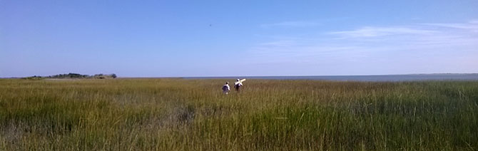 Installing equipment to measure waves, currents and water levels in a marsh on the Delmarva Peninsula with Dr. Ferreira and the Flood Hazards Research Lab.