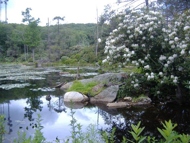 An inundated wetland.