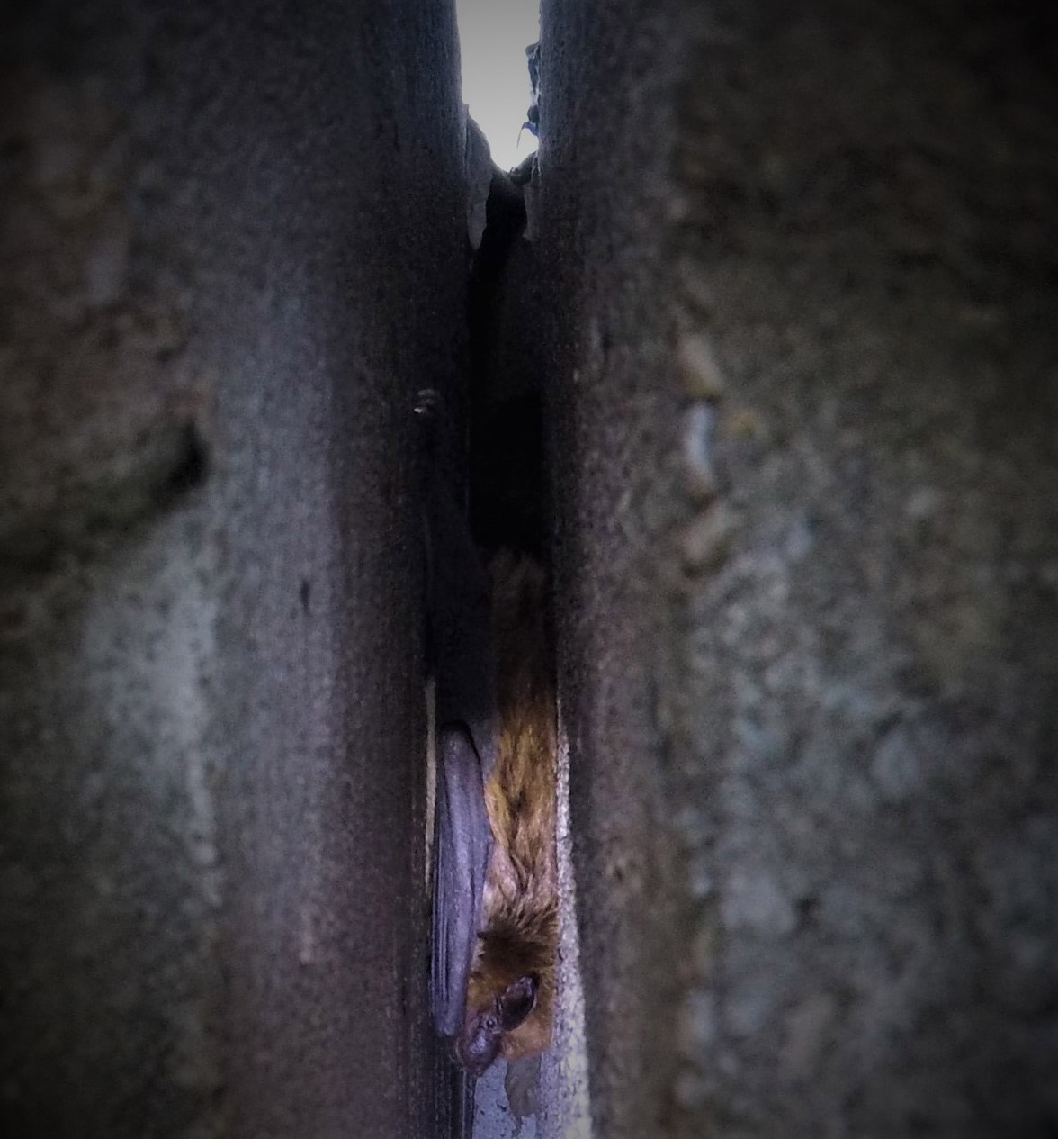 A big brown bat that was observed in the expansion joint of a bridge deck.