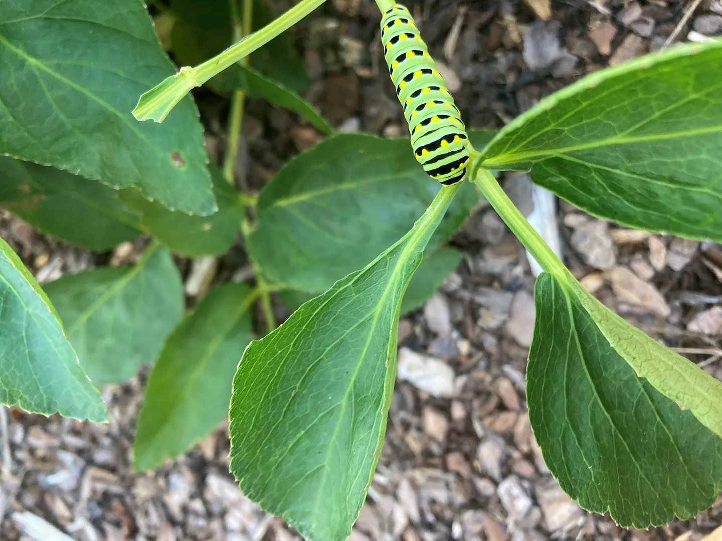 Black swallowtail caterpillar chomping away at a golden Alexander (Zizia aurea).