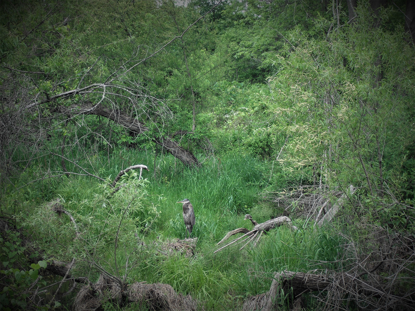 Great blue heron within a wetland habitat.