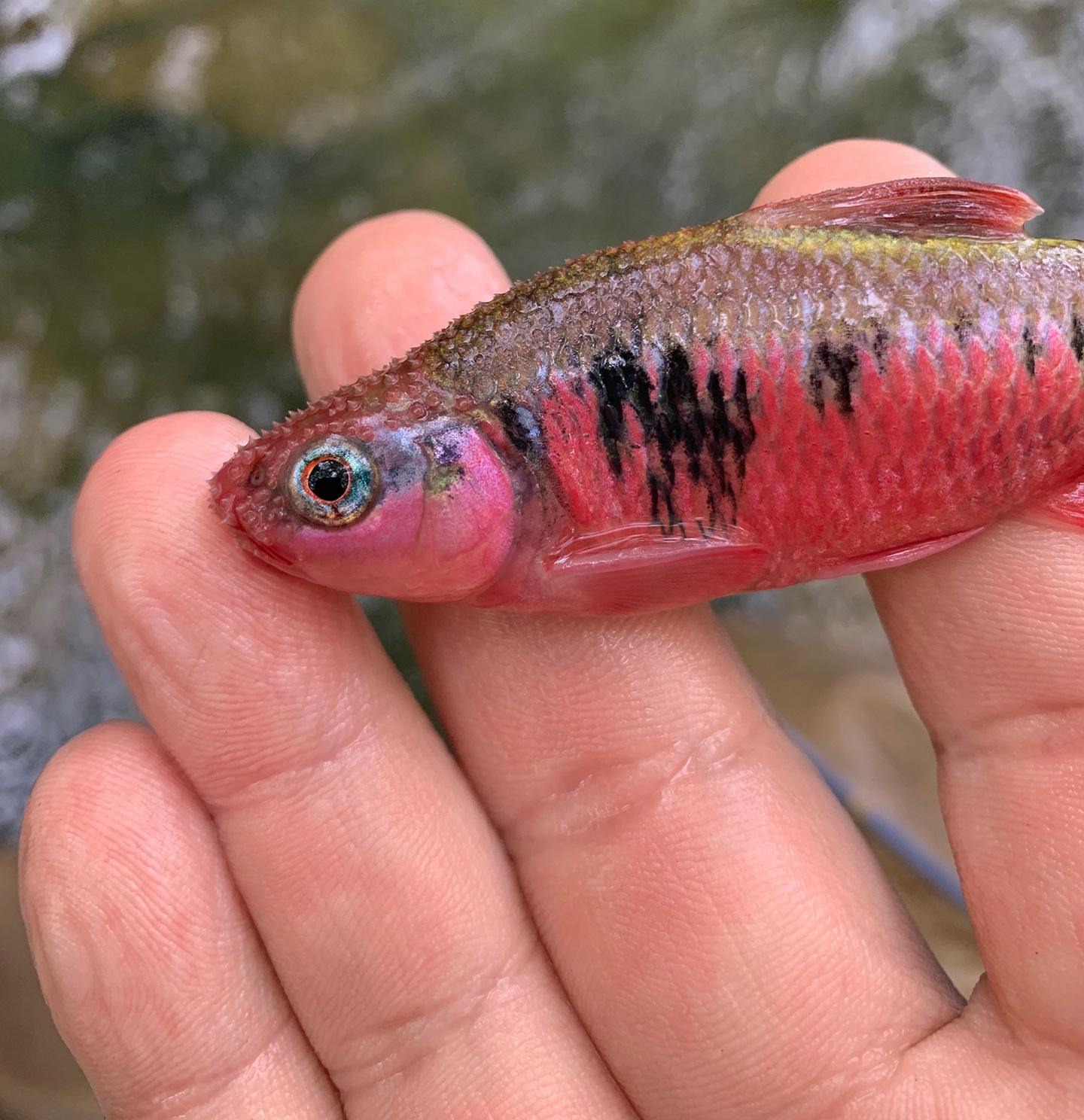 Nuptial male Crescent Shiner collected during a fish survey.