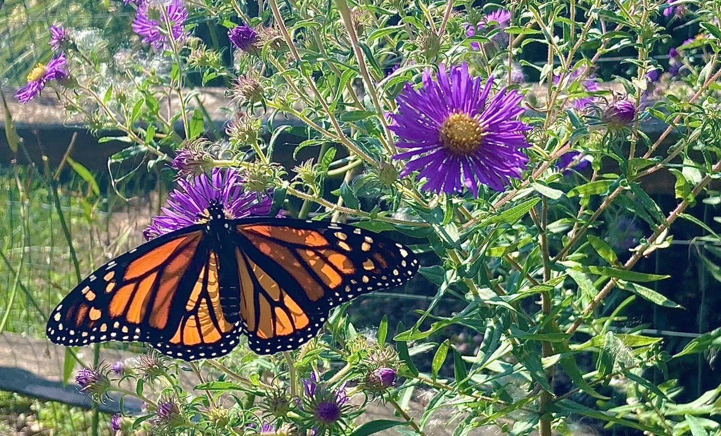 The threatened monarch butterfly on a New England aster (Symphyotrichum novae-angliae).