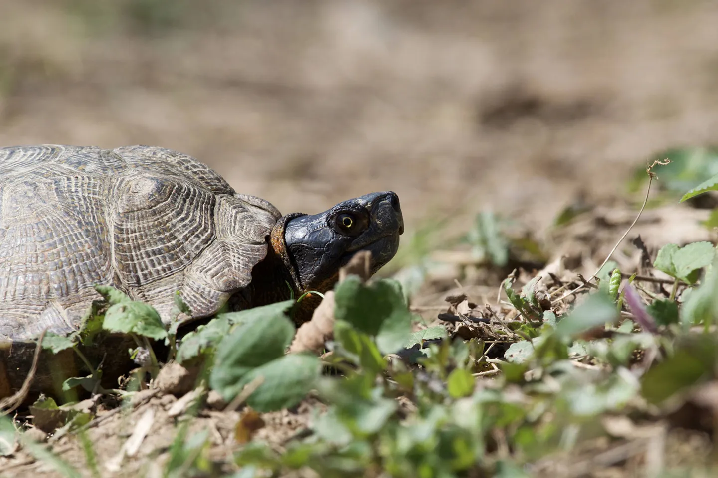 The wood turtle population is declining in New Jersey due to habitat degradation and vehicle mortality. Photo credit: Grayson Smith/USFWS.