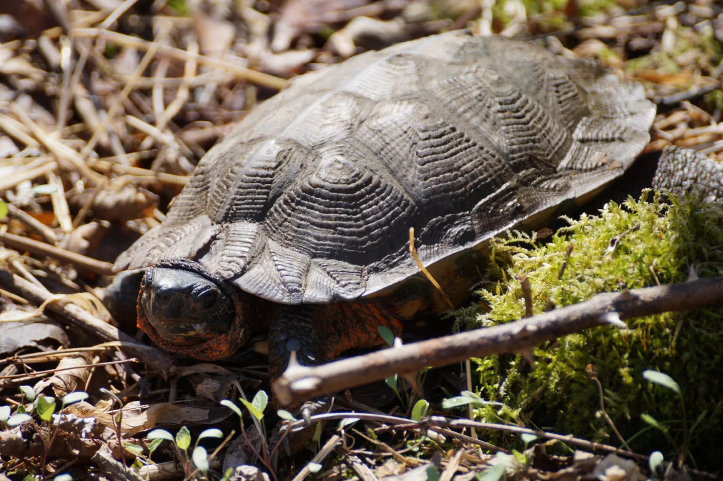 The wood turtle can be recognized by its or upper shell, which has pyramid shaped scutes with grooves that radiate from the center. Photo credit: Jared Green/USFWS.
