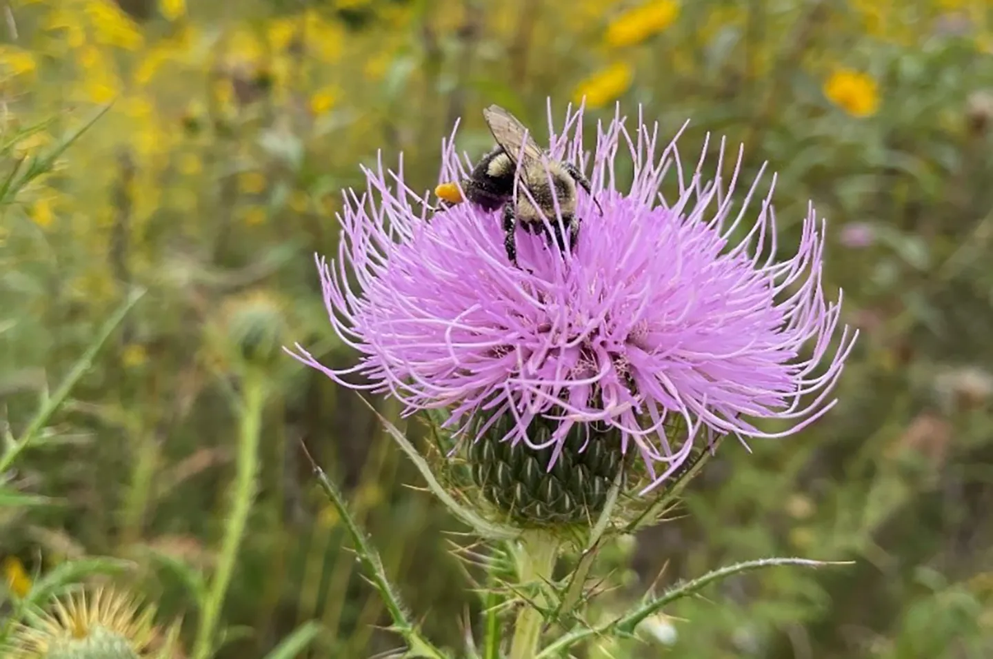 Bumble bee feasting on field thistle nectar (Cirsium discolor).