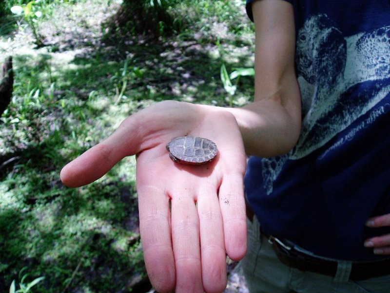 Turtle Hatchling found within a wetland.