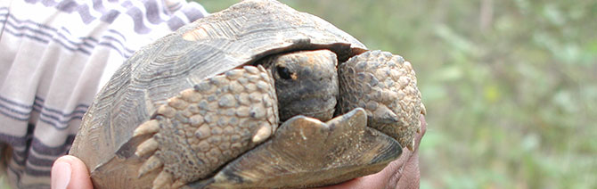 Gopher tortoise relocation
