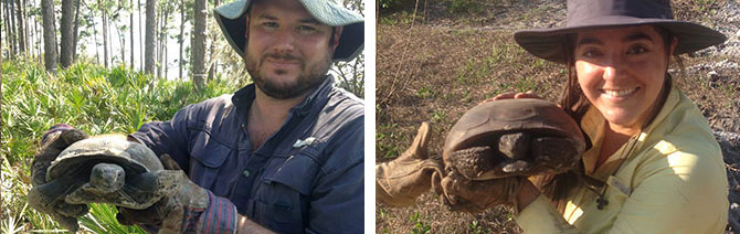 Gopher tortoise relocation