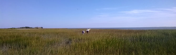 Lawler_Image Installing equipment to measure waves, currents and water levels in a marsh on the Delmarva Peninsula with Dr. Ferreira and the Flood Hazards Research Lab.