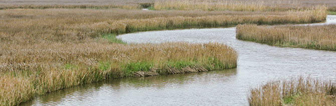 marsh marsh