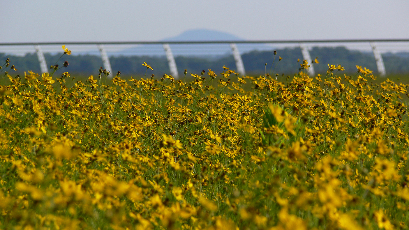 Our complete green roof planting design services incorporated an international meadow prairie theme, along with hardscape design and detailing for the 24 rooftop gardens. 