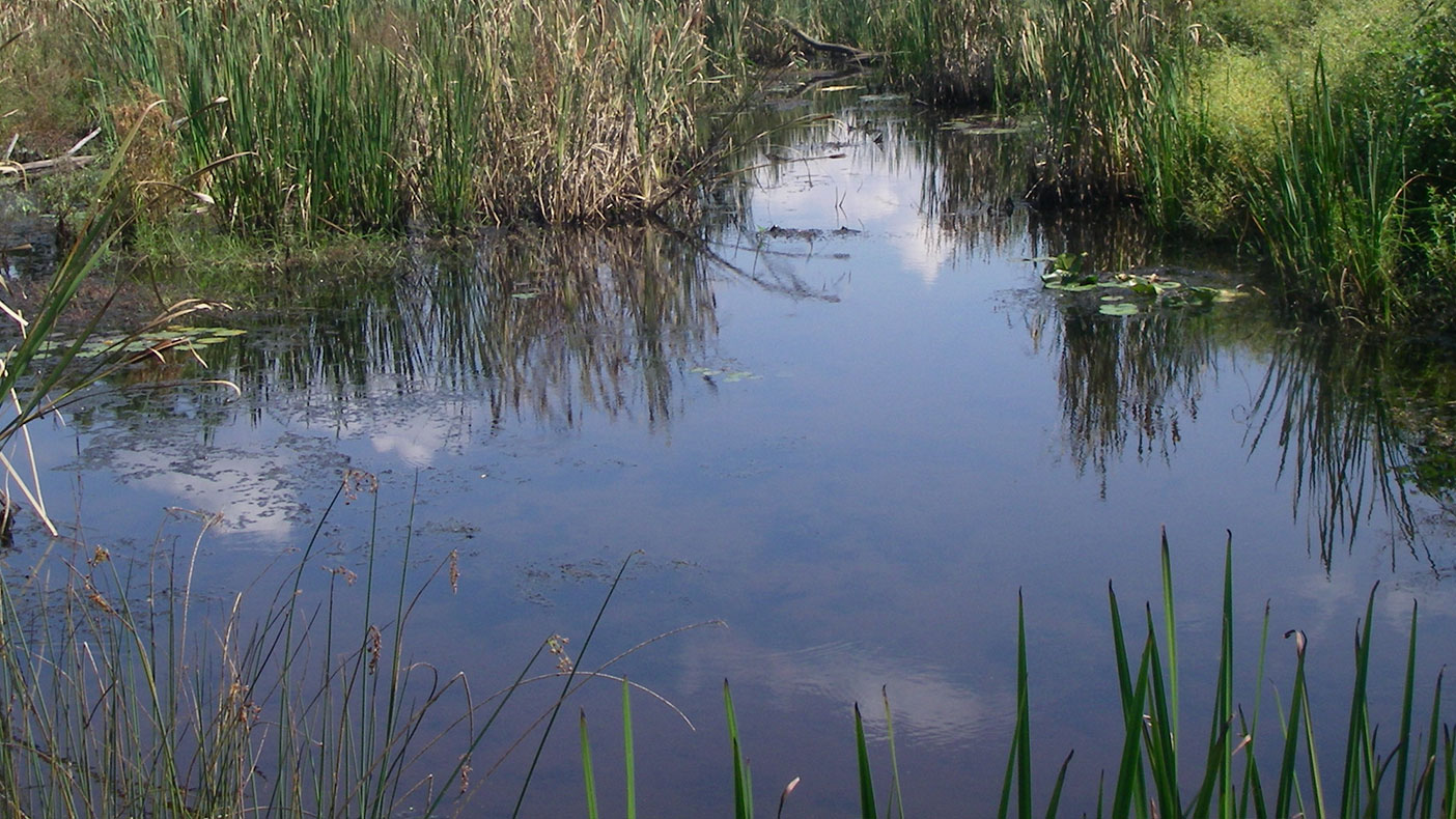 Since wetlands vary widely because of regional and local differences in soils, topography, and climate, we conducted field work with the client to ensure mapping accuracy.