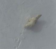 Enhanced photo of identified polar bear. Photo courtesy of NOAA and USFWS.