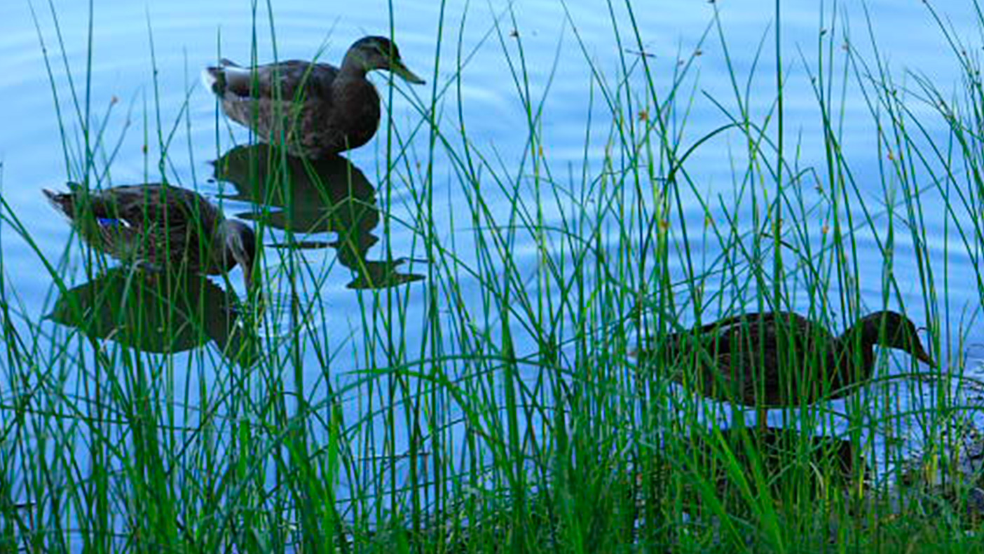 The project included dredging sediment/organic debris from the lake to deepen the lake and reduce algal blooms, providing ecological benefits and revitalization to Idlewild Park.