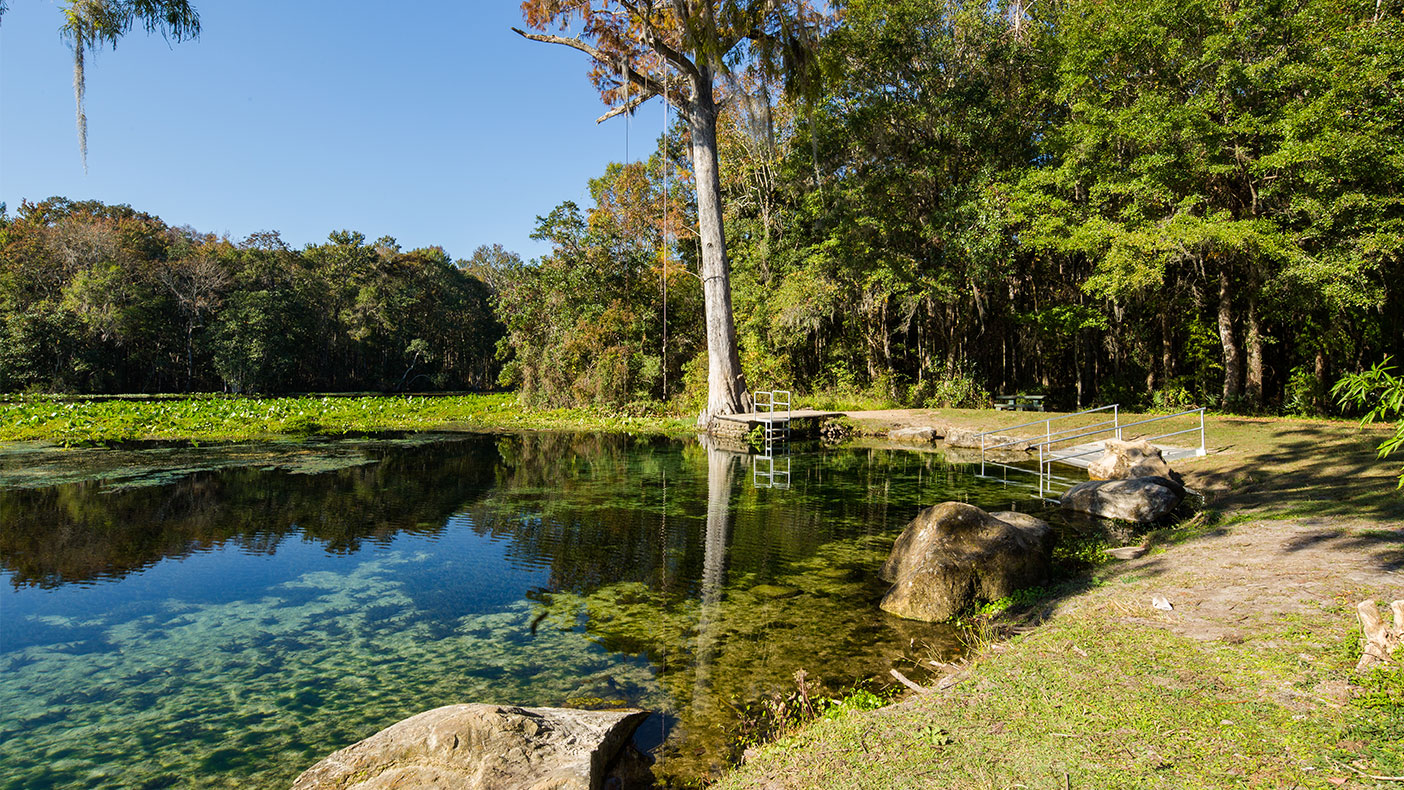 We received grant funding to remove noxious, exotic, and invasive vegetation within the spring basin.