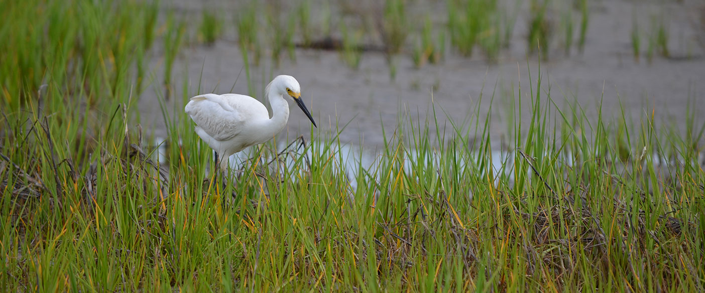 Our biologists observed and documented threatened and endangered species on undocumented nesting platforms, in rookeries, and on the marsh surface.