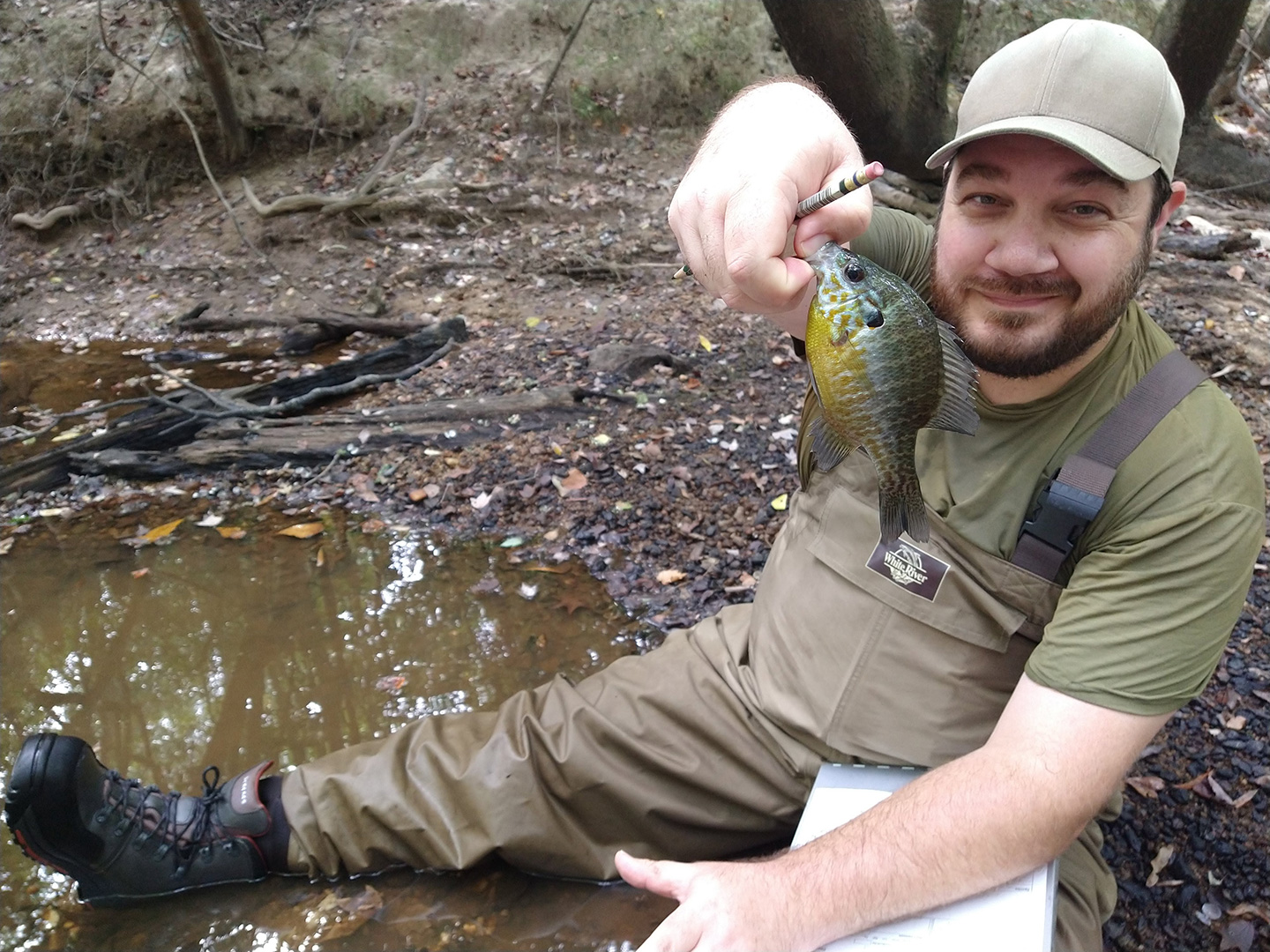 Project Manager Tom Fox holds a hybrid sunfish collected during a survey for the federally endangered Cape Fear Shiner, one of nine unique species that were targeted as part of this contract.